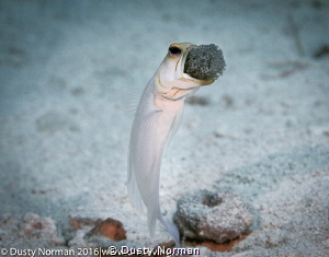 Male jaw fish incubating the eggs. by Dusty Norman 